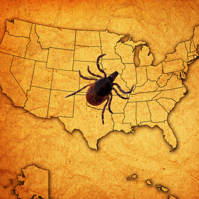 Top 10 Worst Areas for Ticks in the U.S.