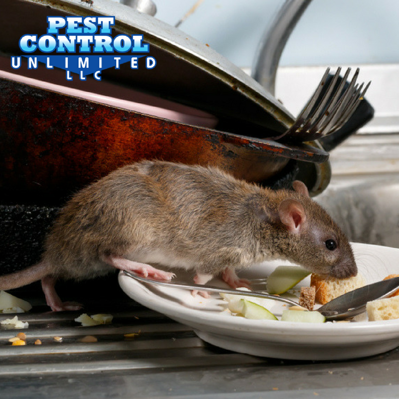 Dangers of Rodents: How and Why to Keep Rodents Out!