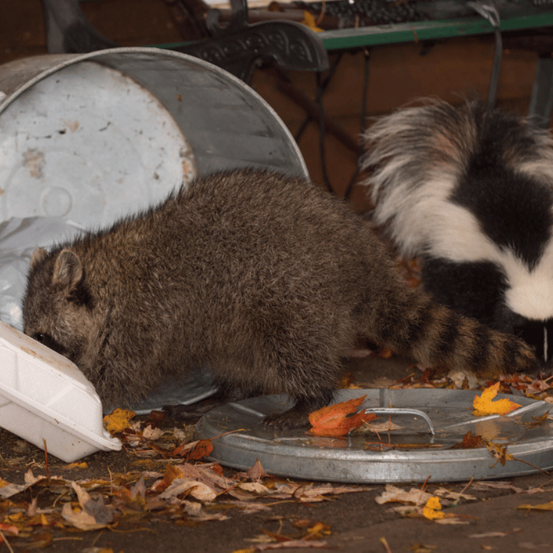 Fall pest control in Middlesex county MA. Keep the raccoons and skunks out of your garbage this fall!