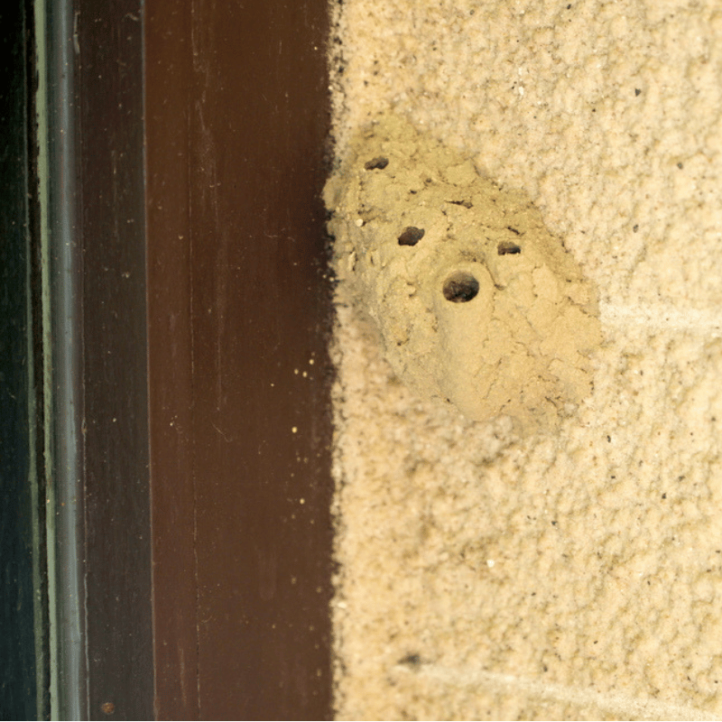 Termite hole