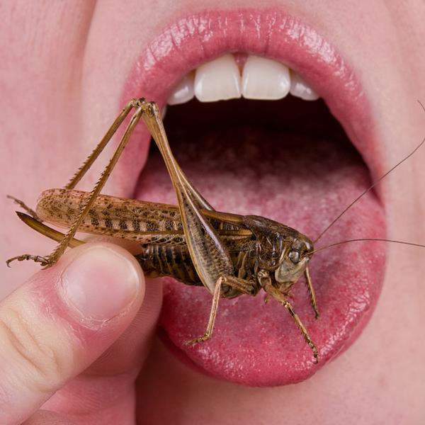 Looking for something not to filling? Here Are 4 Benefits Of Eating Insects