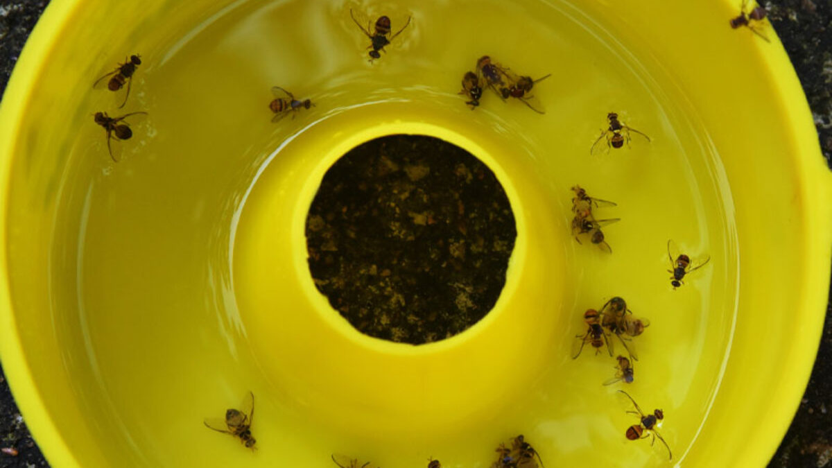DIY bug traps for fruit flies, mosquitoes, and stink bugs