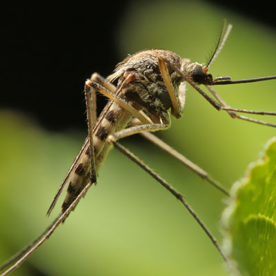 3 Easy DIY Bug Traps - Pest Control Unlimited