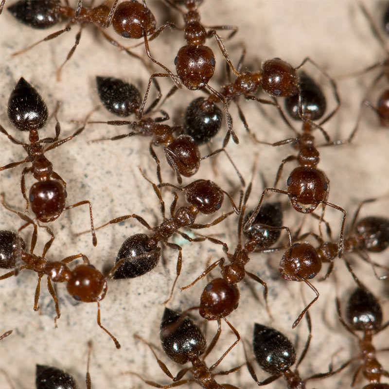 Are Carpenter Ants More Active In The Spring? - Pest Control Unlimited