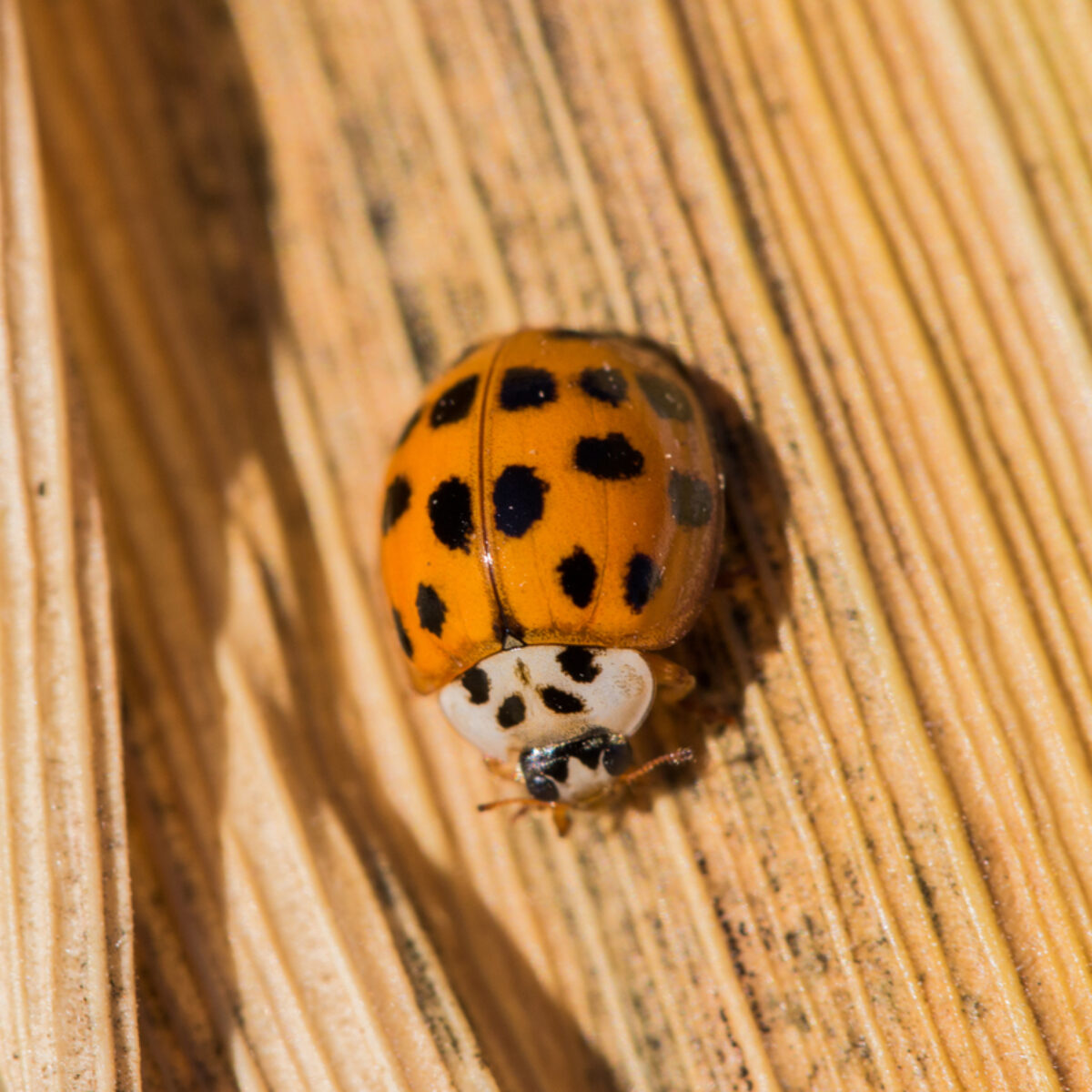 Asian Lady Beetle Control: Keeping These Critters Outside