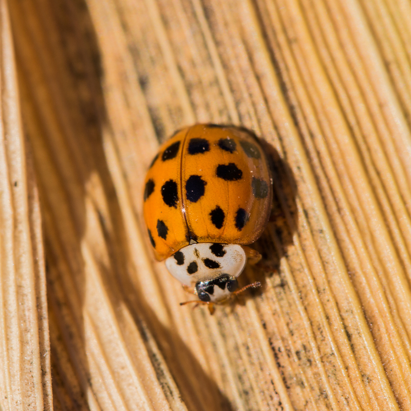 blog-facts-about-asian-lady-beetles