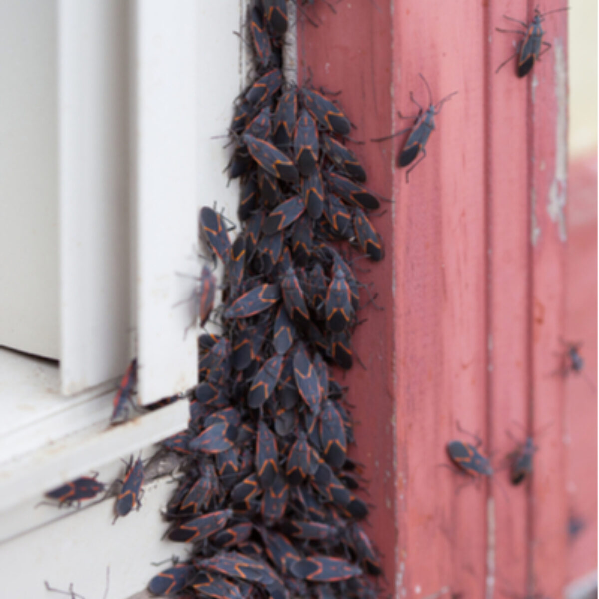 https://www.pestcontrolunlimited.com/wp-content/uploads/2019/10/box-elder-bugs-on-a-windown-400-1200x1200.jpg