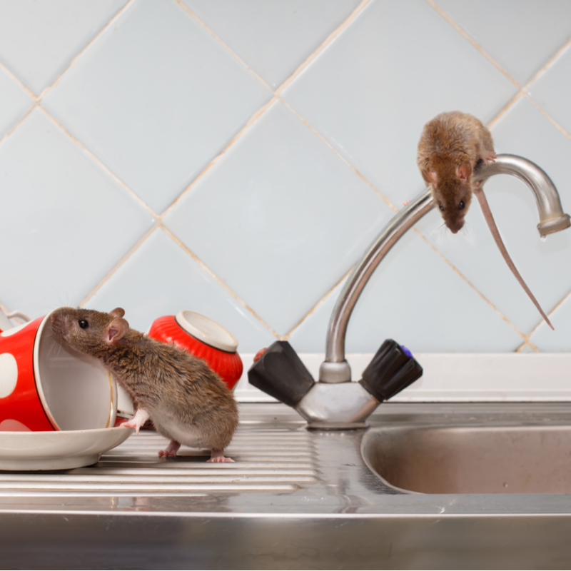 Interior Pest Control in 2020: The Top Tips for a Pest-Free Home in 2020